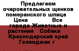 Предлагаем очаровательных щенков померанского шпица › Цена ­ 15 000 - Все города Животные и растения » Собаки   . Краснодарский край,Геленджик г.